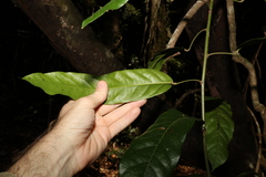 Carronia multisepalea