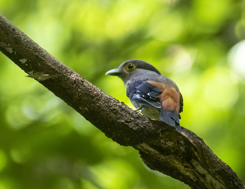Gray-lored Broadbill