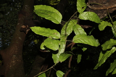 Carronia multisepalea