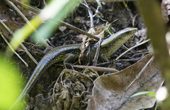 Eutropis