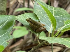 Chalcorana chalconota