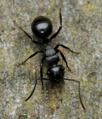 Polyrhachis patiens