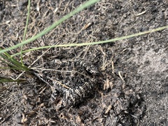 Ptychadena uzungwensis