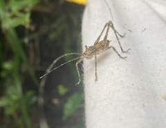Phricta spinosa