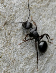 Polyrhachis patiens