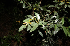 Beilschmiedia elliptica