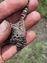 Ptychadena uzungwensis