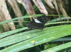 Notocrypta waigensis