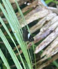 Notocrypta waigensis
