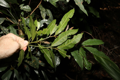 Image of Beilschmiedia elliptica by (c) Greg Tasney, some rights reserved (CC BY-SA)