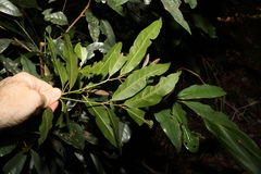 Beilschmiedia elliptica