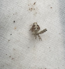 Ricaniidae