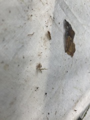 Ricaniidae