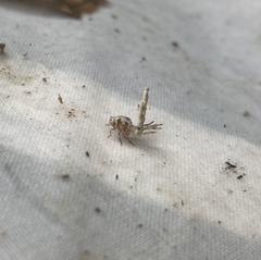 Ricaniidae