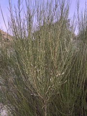 Genista cinerea