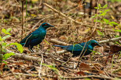 Lamprotornis chalybaeus