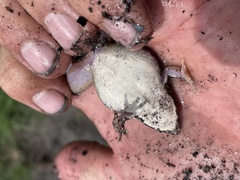 Ptychadena uzungwensis