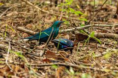 Lamprotornis chalybaeus