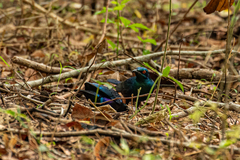 Lamprotornis chalybaeus