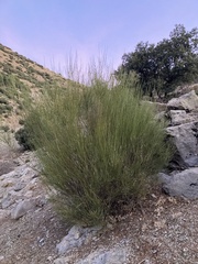 Genista cinerea