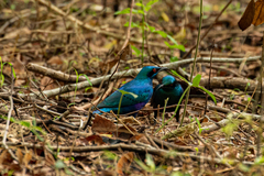 Lamprotornis chalybaeus