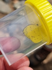 Eurema smilax