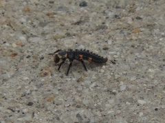 Hippodamia convergens
