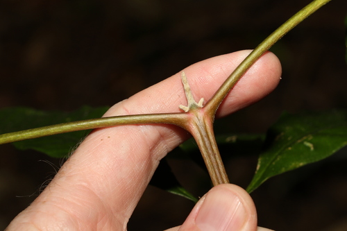 Image of Acradenia euodiiformis by (c) Greg Tasney, some rights reserved (CC BY-SA)