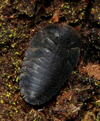 Laxta granicollis