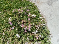 Drosanthemum candens