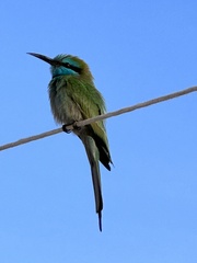 Merops cyanophrys
