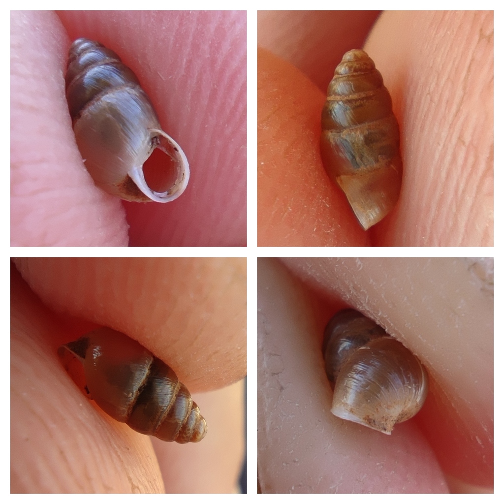 Turanena hermonensis