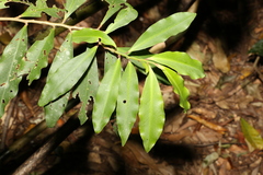 Ardisia bakeri