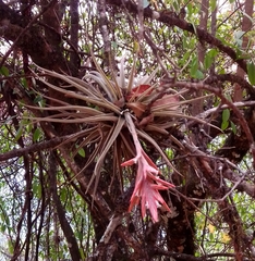Tillandsia didisticha