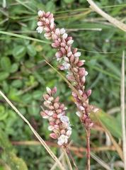 Persicaria hydropiperoides