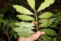 Ardisia bakeri