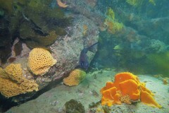 Pempheris multiradiata