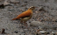 Furnarius leucopus