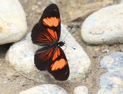 Castilia perilla