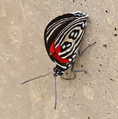 Diaethria kolyma
