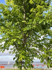 Ulmus