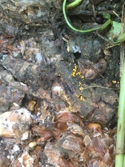 Orbilia xanthostigma