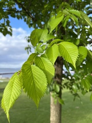 Ulmus
