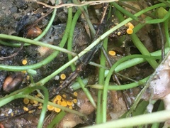 Orbilia xanthostigma