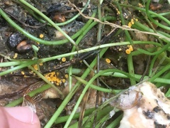 Orbilia xanthostigma