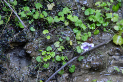 Viola perreniformis