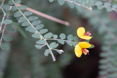 Bossiaea brownii