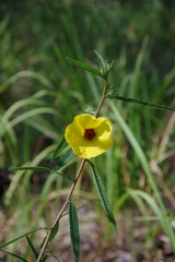 Hibiscus divaricatus