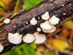 Crepidotus variabilis