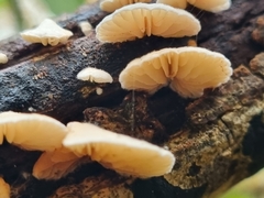 Crepidotus variabilis